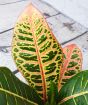 Colourful Croton Petra leaves