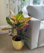 Croton Petra Plant