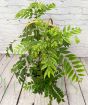 Giant Curry Leaf Plant