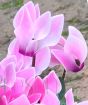 Cyclamen Pot             
