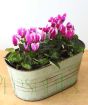 pink cyclamen planter