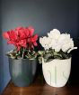 Red and white cyclamen pots at home