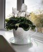 Cyclamen Pot