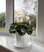Cyclamen Pot