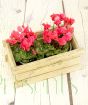 Cyclamen Box