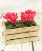 Cyclamen Box