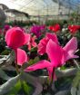 Cyclamen Pot             