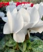 Cyclamen Planter         