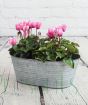 Cyclamen Planter         