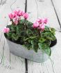 Cyclamen Planter         