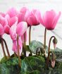 Cyclamen Planter         