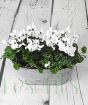 Cyclamen Planter         