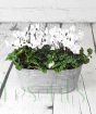 Cyclamen Planter         