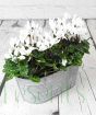 Cyclamen Planter         