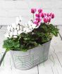 Cyclamen planter 2025