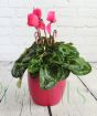 pink cyclamen