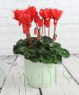 Large red Cyclamen pot