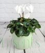 White Cyclamen pot