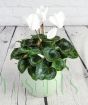 White cyclamen pot