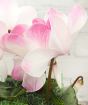 Close up of pink cyclamen
