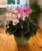 Cyclamen Patio Pot