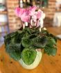 Cyclamen Pot