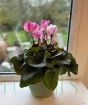 Cyclamen