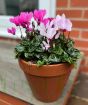 Autumn cyclamen gift