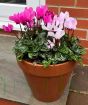 Cyclamen Patio Pot