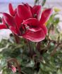 cyclamen close up.