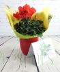 Cyclamen Pot
