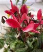 Close up of cyclamen in Autumn oval