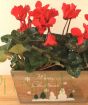 close up of cyclamen