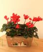 cyclamen in festive trough