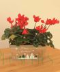 indoor cyclamen