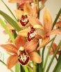 burnt umber orchid