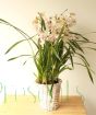 White and pink Cymbidium orchid delivered