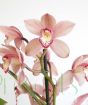 pink cymbidium flower