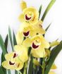 Yellow cymbidium