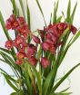 Cymbidium in flower