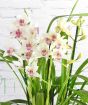 White Cymbidium with dark pink markings