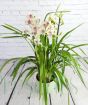 White Cymbidium