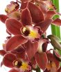 Burgundy Cymbidium close up of flowers