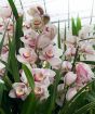 White Cymbidium