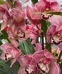 Cymbidium Orchid         