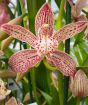 Cymbidium orchid