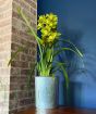 Cymbidium orchid against a blue wall