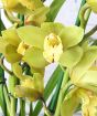 green-yellow Cymbidium