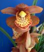 Cymbidium Orchid         