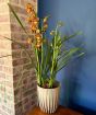 Cymbidium 2025 in eco friendly plant pot